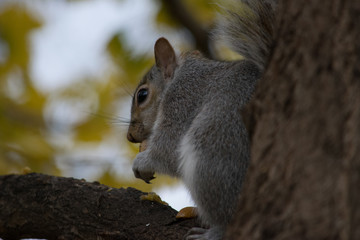 A Squirrel