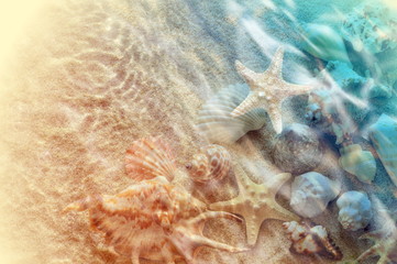 Fototapety  rozgwiazdy i muszla na plaży latem w wodzie morskiej.