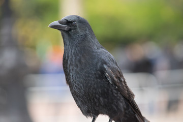 The gorgeous crow