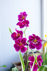 Beautiful purple orchid on a window