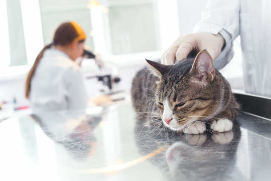 Cat sleeping on the operating table after anesthesia