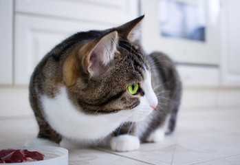 Domestic cat sitting near feeding bowl with meat looks around