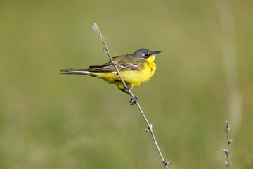 Yellow Wagtail (Motacilla flava).