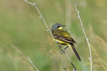Yellow Wagtail (Motacilla flava).