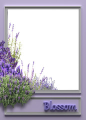 purple frame with levander flowers on white background