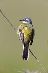 Yellow Wagtail (Motacilla flava).