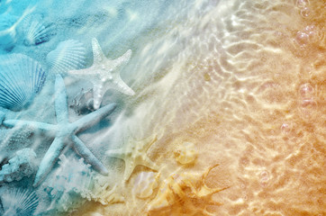 Panele Szklane Podświetlane  rozgwiazdy i muszla na plaży latem w wodzie morskiej.
