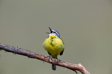 Yellow Wagtail (Motacilla flava).