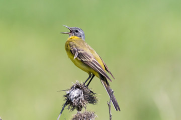 Yellow Wagtail (Motacilla flava).