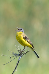 Yellow Wagtail (Motacilla flava).