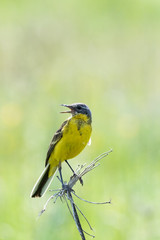 Yellow Wagtail (Motacilla flava).