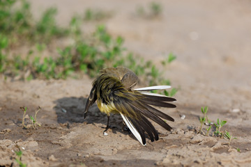 Yellow Wagtail (Motacilla flava).