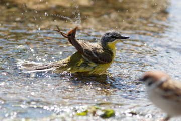 Yellow Wagtail (Motacilla flava).