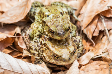 Common toad on the ground