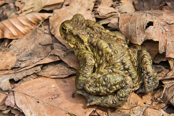 Common toad on the ground