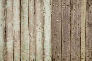  Background old wooden fence with rusty nails. with peeling paint.