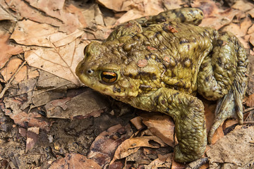 Common toad on the ground