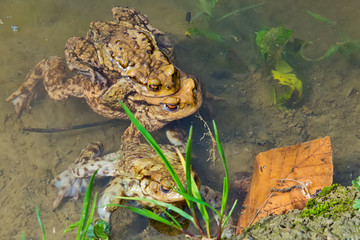 Common toad in the water