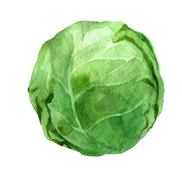 cabbage watercolor hand painting isolated on white background illustration for paper, menu.