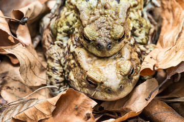 Common toad on the ground