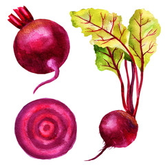Watercolor illustration of root beet, leaves of chard, slice of beetroot, set of vegetables.