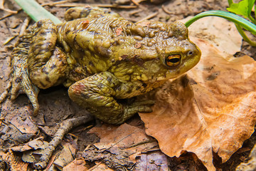 Naklejka premium Common toad on the ground