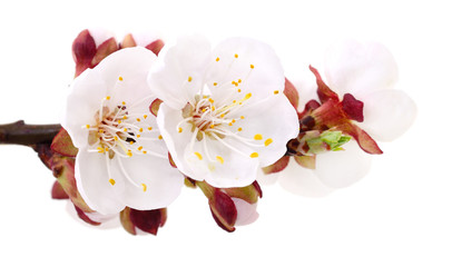Apricot flowers on white.
