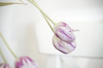 Violet tulips in a bright room indoor decoration