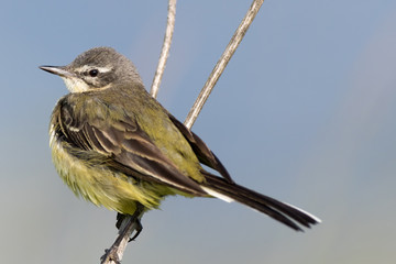 Yellow Wagtail (Motacilla flava).