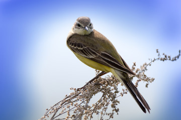 Yellow Wagtail (Motacilla flava).
