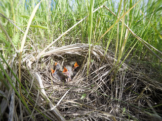 Motacilla flava. The nest of the Yellow Wagtail in nature.