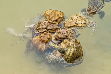 Common toad in water 