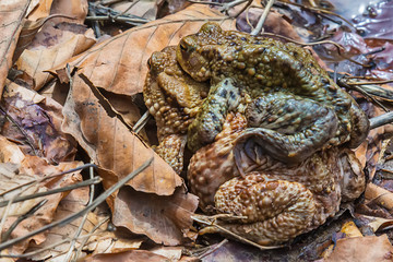 Common toad on the ground