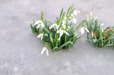 Snowdrop and snow.