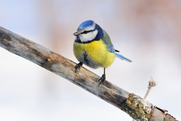 Blue tit sits on an old branch: very close, can see every feather, glare in the eye.