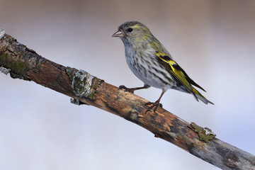 Female of eurasian siskin sits on an old branch: very close, can see every feather, glare in the...