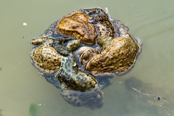 Common toad in water 