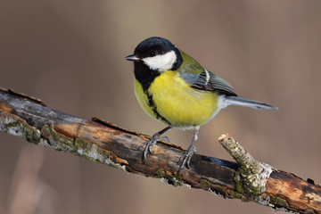 Great tit sits on an old branch: very close, can see every feather, glare in the eye.
