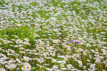 Fototapeta premium A field of wild white blooming daisies, summer countryside background