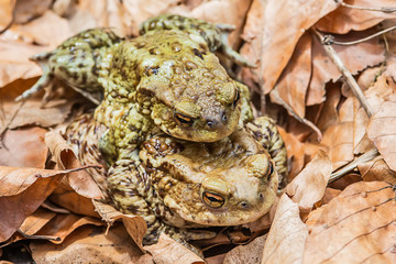 Naklejka premium Common toad on the ground