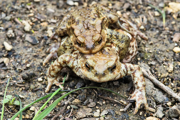 Common toad on the ground