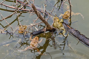 Common toad in the water