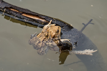 Naklejka premium Common toad in the water