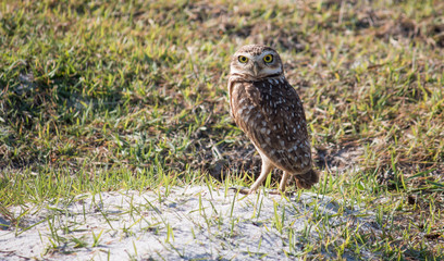 Photo Burrowing Owl looking