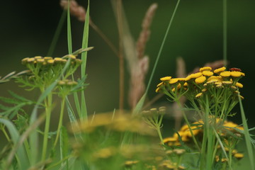 Flower picture meadow