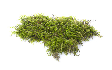 Green moss Fresh on white background