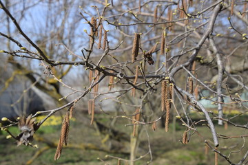 Flowering hazel hazelnut