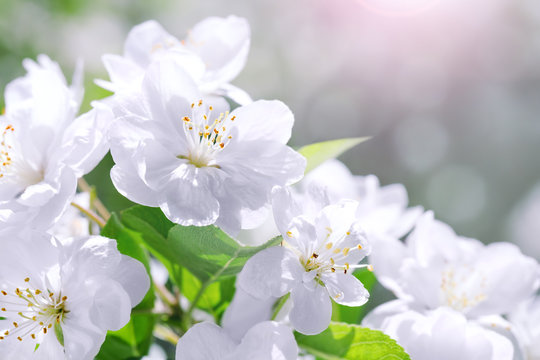 Blossom blooming on tree in springtime. Apple tree flowers blooming. Blossoming apple tree flowers with green leaves. Spring tree blossom flowers with green leaves border.
