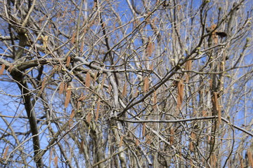 Flowering hazel hazelnut