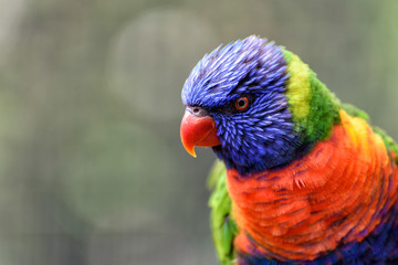 Allfarblori mit buntem Gefieder